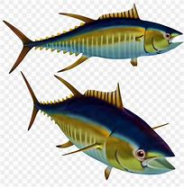 Image result for Alabacore Tuna Clip Art