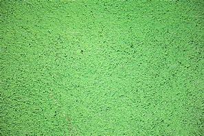 Image result for Grainy Greens