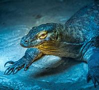 Image result for River Monitor Lizard