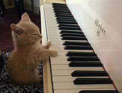 Image result for Animals Playing Piano