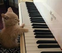 Image result for White Cat Playing Piano Meme
