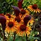 Echinacea purpurea Flame Thrower ® に対する画像結果