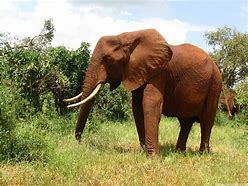 Image result for Elephant Standing Tall