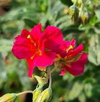 Helianthemum Cerise Queen に対する画像結果