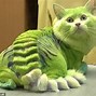Image result for Weird Cat Haircuts