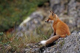 Image result for Red Fox Sitting