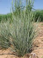 Image result for Helictotrichon sempervirens