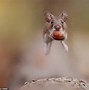 Image result for Cute Mouse Face