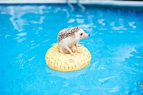 Image result for How Much Do Hedgehogs Cost