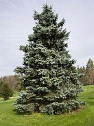 Image result for Picea pungens f. glauca