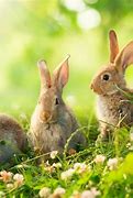 Image result for Fat Baby Bunny