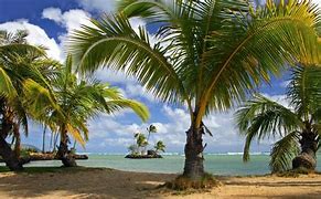 Image result for Palm Tree Screensaver