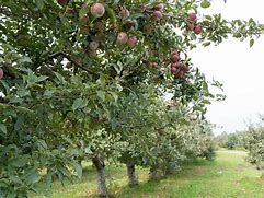 Image result for Apple Tree India