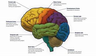 Image result for Partisan Brain Maps