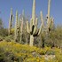 Image result for Desert Landscape Plants