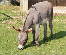 Image result for Donkey Back