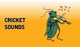 Image result for Funny Cricket Sound Background