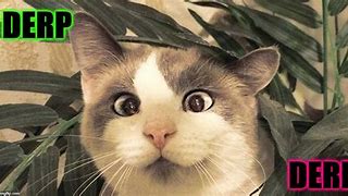 Image result for Derp Cat Meme