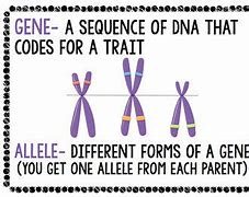 Image result for Genetics Poster Set