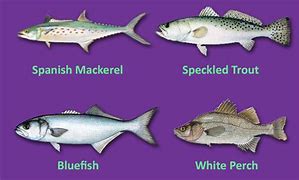 Image result for Chesapeake Bay Fish Species