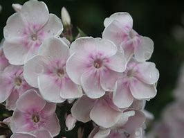 Image result for Phlox Monica Lynden-Bell (Paniculata-Group)