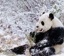 Image result for Giant Panda Bear Habitat