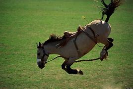 Image result for Wild Horse Rodeo