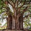 Image result for World's Largest Tree