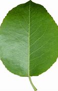 Image result for Display Leaves Cut Out