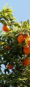 Image result for Orange Tree