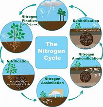 Image result for Nitrogen Cycle Process
