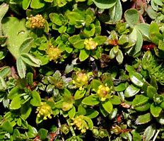 Image result for Salix lindleyana