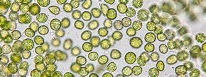 Image result for chlorella_vulgaris