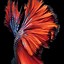 Image result for iPhone 6s Fish Screensaver