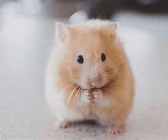 Image result for World's Oldest Hamster