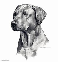 Image result for Dog Portraits Drawing