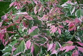 Image result for Acer negundo Flamingo