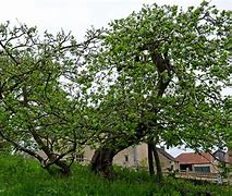 Image result for Nowton Apple