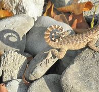 Image result for Bahama Lizard