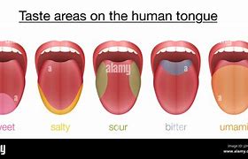 Image result for Taste Buds On Your Tongue