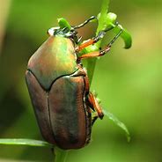 Image result for Green Beetle Bug