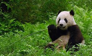 Image result for Giant Panda Sitting