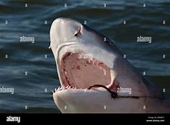 Image result for Lemon Shark Jaws