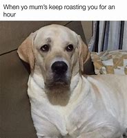 Image result for Labrador Memes