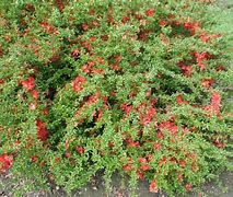 Image result for Chaenomeles sup. Texas Scarlet