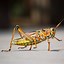 Image result for Crickets Chirping