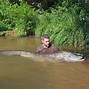 Image result for World Largest Catfish