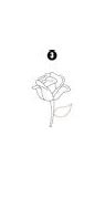 Image result for roses flowers draw