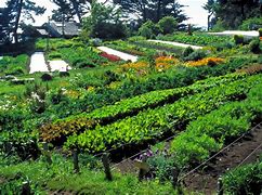 Image result for Permaculture
