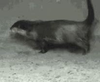 Image result for Otter Dance